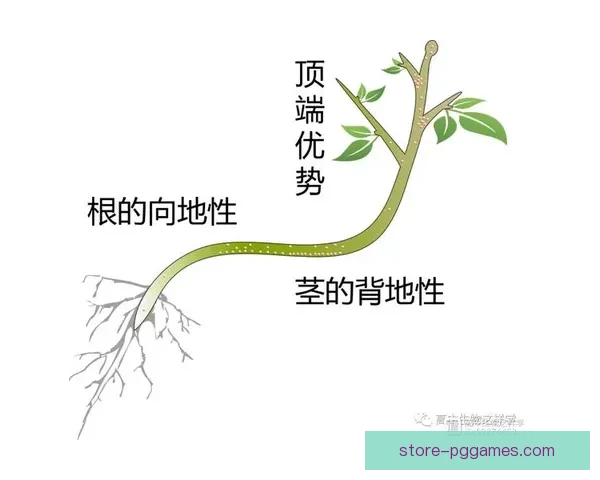 深度解析普拉提盘口的特点和优势